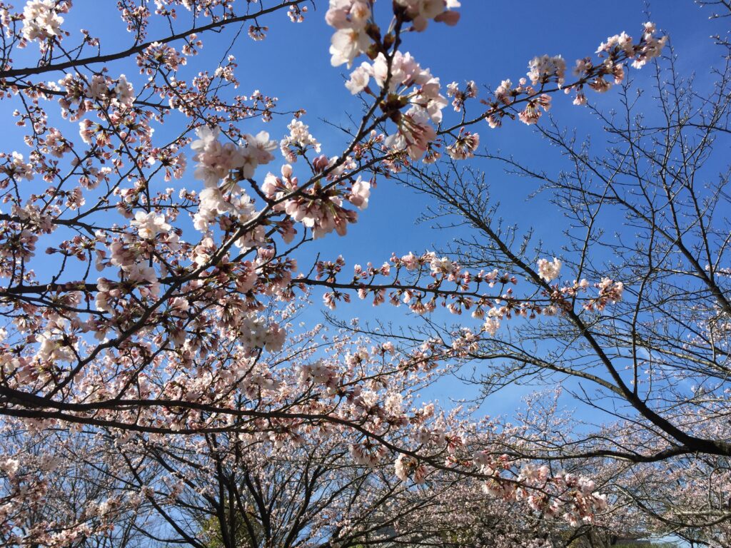 新潟市中央区一番堀通町の白山公園の空中庭園周辺の桜が開花★